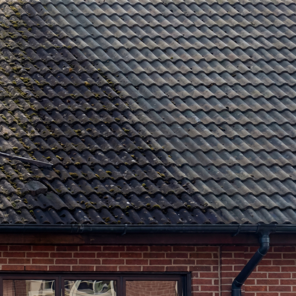 GREEN-FREE® 5L - samanų, dumblių ir kerpių valiklis